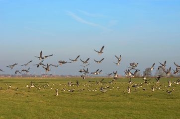 Zugvögel in Ditzumerverlaat in Ostfriesland. Bildnachweis: www.ostfriesland.travel