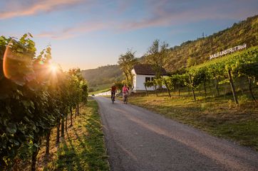Radfahrer auf dem Saaleradweg entlang der Saalhäuser Weinberge bei Bad Kösen. Foto: Saale-Unstrut-Tourismus e.V.
