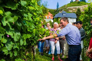 Tage des offenen Weingutes in Sachsen