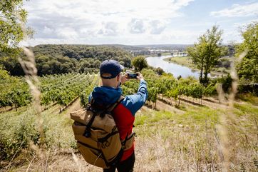 Der Sächsische Weinwanderweg und die Seußlitzer Weinsichttour führen zu einer der schönsten Weinsichten Sachsens, der Aussicht über die Weinberge und die Elbe in Diesbar-Seußlitz. Foto: Sebastian Weingart