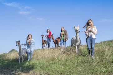 Alpakawanderung mit Gästeführerin Cornelia Schnippa im Lausitzer Seenland. Foto: Tourismusverband Lausitzer Seenland e.V., Nada Quenzel