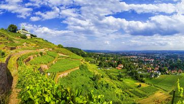 Ausflugsziel, Deutschland, Display, Dittrich, Europa, Grossbild, Kulturlandschaft, Landschaft, NBL, Neue Bundeslaender, Ostdeutschland, Panorama, Poster, Radebeul, Restaurant, Sachsen, Sehenswürdigkeit, Sommer, Spitzhaus, Sächsische Weinstrasse, Wein, Weinanbau, Weinberg