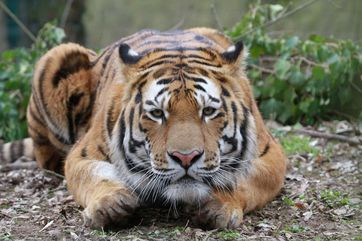 Sibirischer Tiger im barrierefrei zugänglichen Zoo Landau in der Pfalz. Bildnachweis: Zoo Landau
