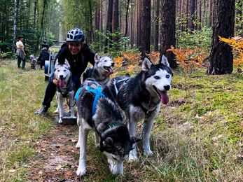 Mit Huskys geht es im Ruppiner Seenland auf Tour. Foto: Tourismusverband Ruppiner Seenland e.V.