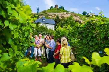 Tag des offenen Weingutes in Sachsen